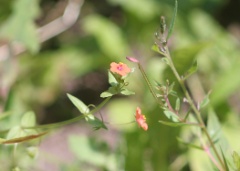 scarlet pimpernel